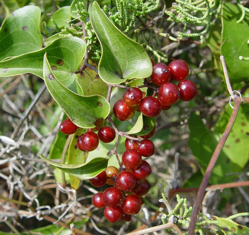 Smilax glabra